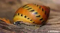 Solsnegl (neritina turrita) | Favorit blandt kunder